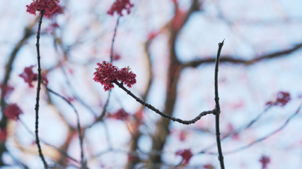 Handheld shot of red buds and leaves in sunny morning closeup