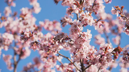 beautiful sakura cherry tree blossom against blue sky