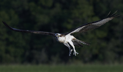 Osprey (Pandion haliaetus)