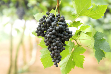 Purple Grapes on the vine in a greenhouse.