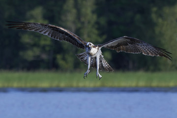 Osprey (Pandion haliaetus)