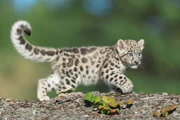 Single snow leopard cub prowling on rocky surface
