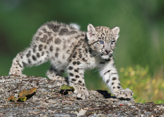 Fototapeta na wymiar Single snow leopard cub prowling on rocky surface