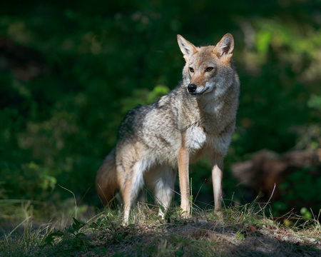 Female adult coyote (Canis latrans) standing in beam of light shining through the forest - Powered by Adobe