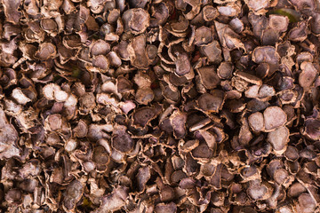 Black Galingale chopped as herb