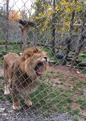 lion