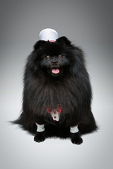 spitz goom in wedding suit