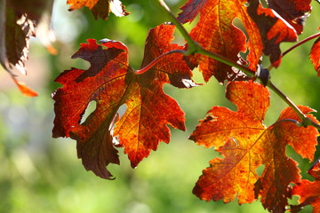 Fototapeta premium Detail of red vine leaves in autumn