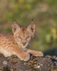 Siberian lynx Single Siberian lynx kitten (Lynx lynx wrangeli) © gnagel