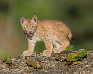 Fototapeta premium Siberian lynx Single Siberian lynx kitten (Lynx lynx wrangeli)