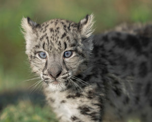 Close up portrait of a cute snow leopard cub (Panthera uncia)