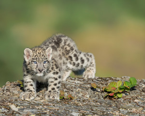 Single snow leopard cub (Panthera uncia) prowling on rocky surface