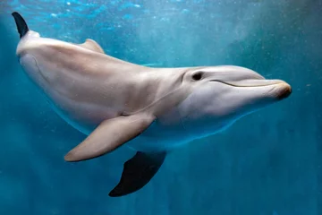 Rolgordijnen dolfijn onderwater op blauwe oceaan close-up look © Andrea Izzotti
