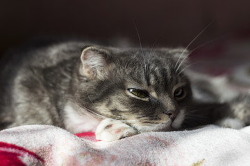 The cat Scottish breed is sleeping on the bed, grey domestic cat
