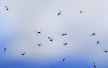  lot of mosquitoes stuck and caught in the spider web on blue sky background