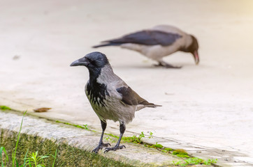 Gray ravens, crows. Close view.