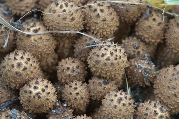 Armillaria mellea, honey fungus