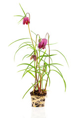 Snake's Head Fritillary - Fritillaria meleagris, on white background