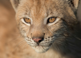 Siberian lynx kitten closeup portrait