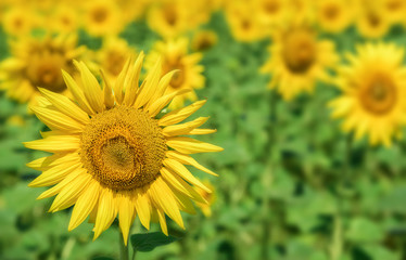 Sunflowers field landscape.