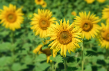 Sunflowers field landscape.