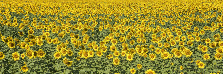 Sunflowers field landscape.