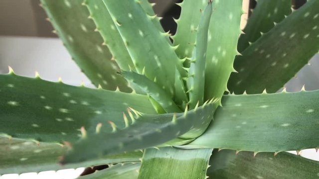 Composition of aloe vera beauty cream derived from Aloe, natural medicine and care for the body rejuvenation Skin to sunburn and aloe vera. concept autentic motion video approximation