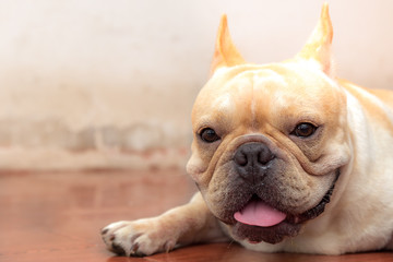 Cute French bulldog lovely pets.