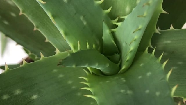 Aloe vera flover beauty cream derived from Aloe, natural medicine and care for the body rejuvenation Skin to sunburn and aloe vera. concept autentic motion video approximation