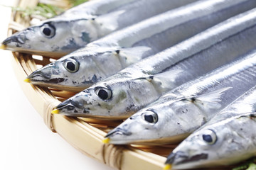 生さんま　Pacific saury