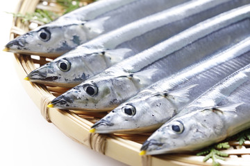 さんま　Pacific saury