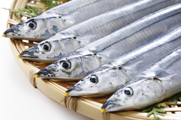 さんま　Pacific saury