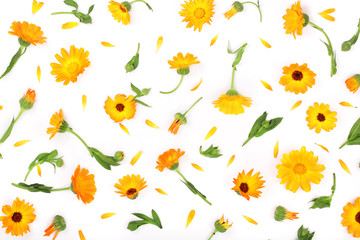 Calendula. Marigold flower isolated on white background with copy space for your text. Top view