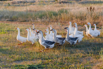 Flock of geese grazing on grass in summer field at sunset