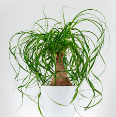 Potted ponytail palm (Beaucarnea Recurvata)