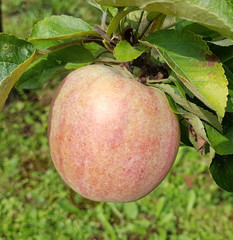 Apfel, Malus, domestica, Alte Apfelsorte