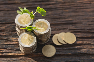 Concept of money tree growing from money. Financial and saving concept.