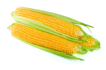 ear of corn isolated on a white background