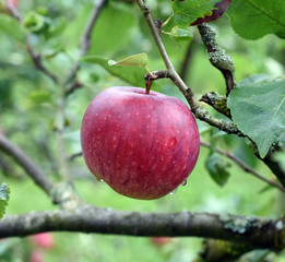 Remo, Apfel, Malus, domestica, Alte Apfelsorte