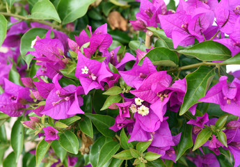 Bougainvillea, Glabra, Spectabilis, Drillingsblume, Kletterpflanze