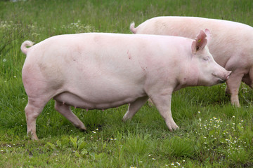 Big pink colored sow posing for camera