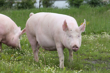 Front view of a young sow pig on farm