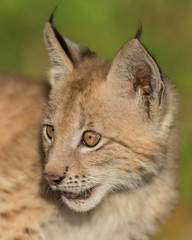Siberian lynx kitten