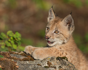 Naklejka premium Siberian lynx kitten