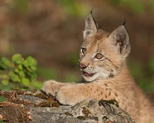 Foto op Canvas Siberian lynx kitten © gnagel