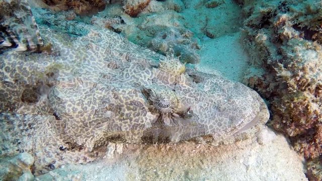 Crocodilefish (Cymbacephalus beauforti), slow motion view of head and eyes 