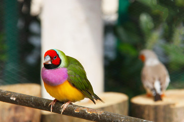 The Gouldian finch or Erythrura gouldiae, male, aka the Lady Gouldian finch, Goulds finch or the rainbow finch