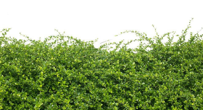 Green Hedge Background