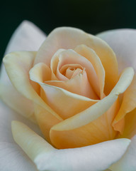Closeup of a white and yellow rose