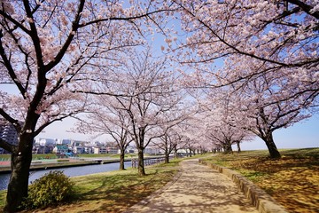 Obraz premium 桜並木